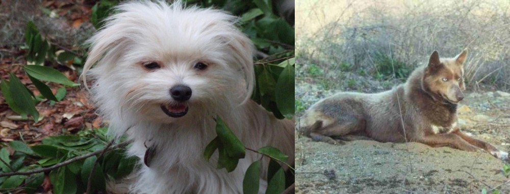 Tahltan Bear Dog vs Malti-Pom - Breed Comparison