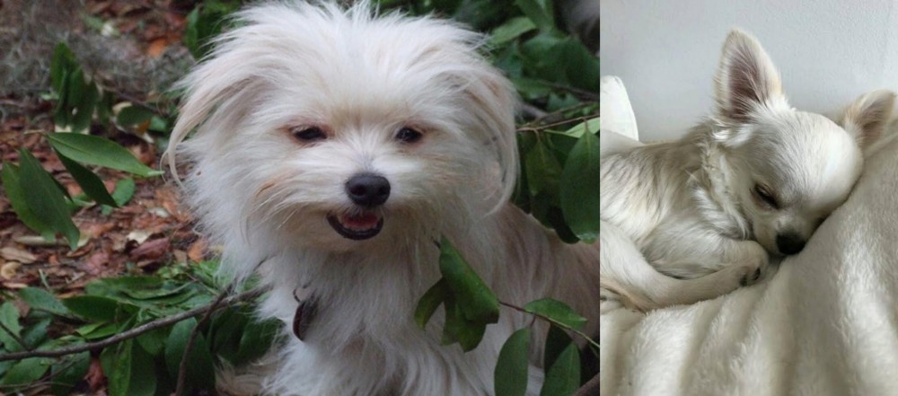 Tea Cup Chihuahua vs Malti-Pom - Breed Comparison