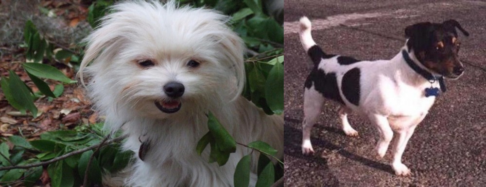 Teddy Roosevelt Terrier vs Malti-Pom - Breed Comparison