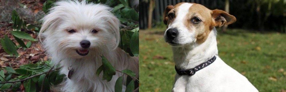 Tenterfield Terrier vs Malti-Pom - Breed Comparison