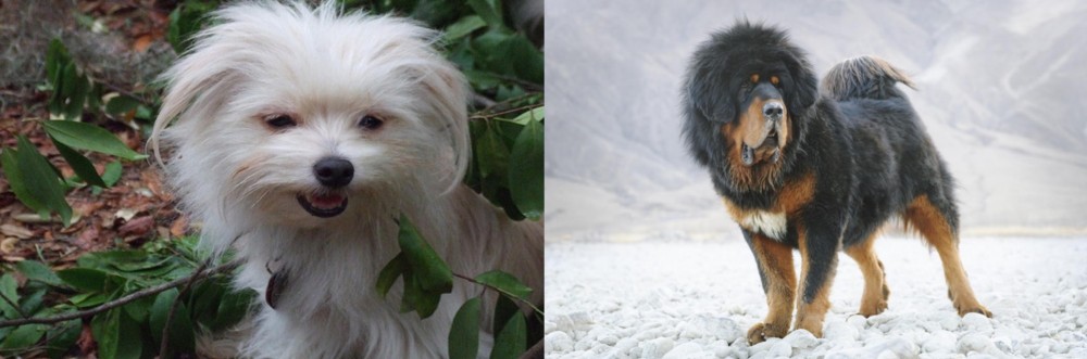 Tibetan Mastiff vs Malti-Pom - Breed Comparison