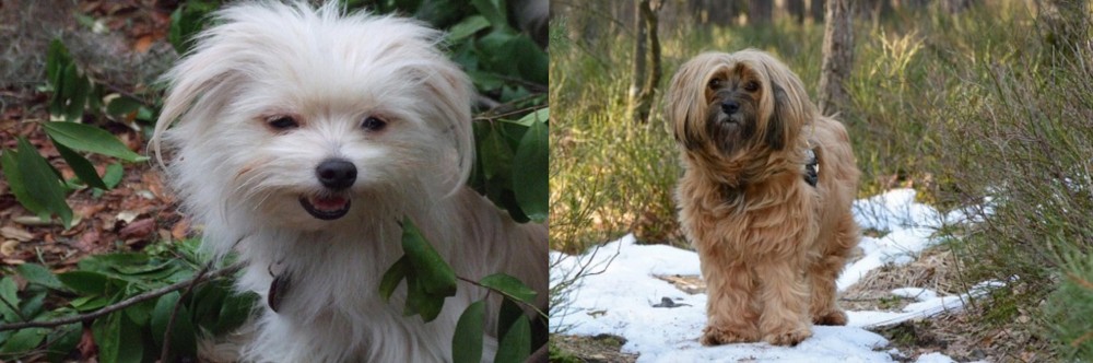 Tibetan Terrier vs Malti-Pom - Breed Comparison