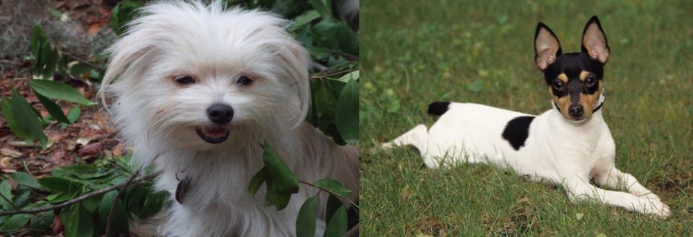 Toy Fox Terrier vs Malti-Pom - Breed Comparison