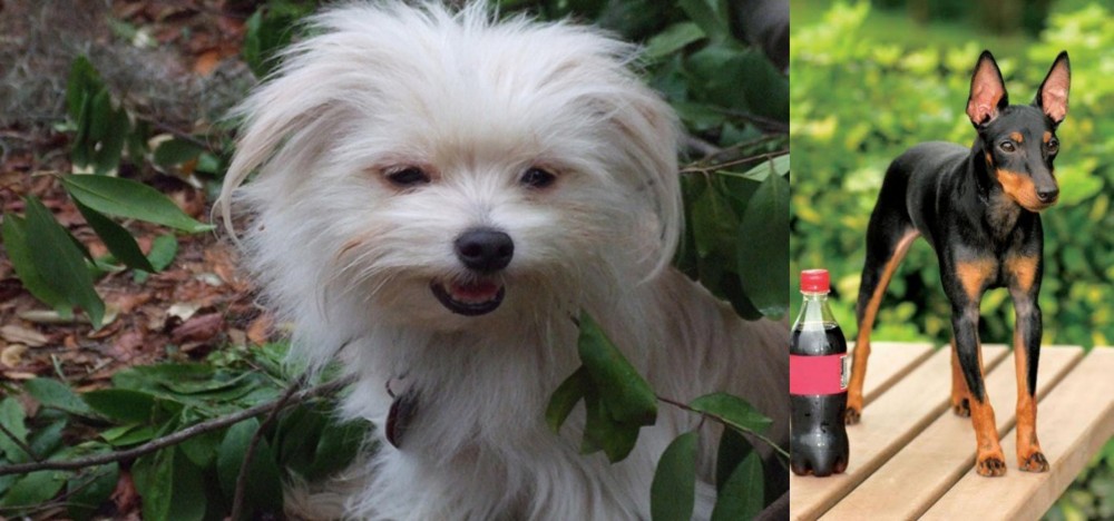 Toy Manchester Terrier vs Malti-Pom - Breed Comparison