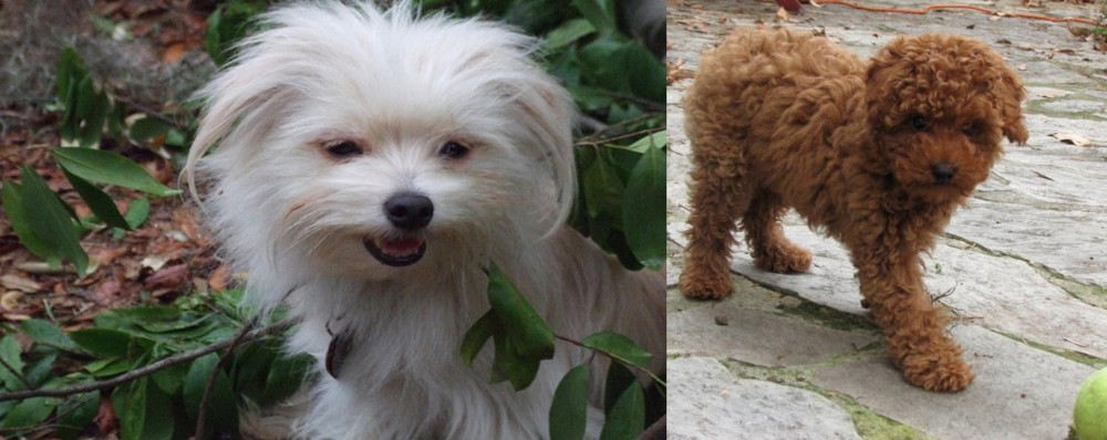 Toy Poodle vs Malti-Pom - Breed Comparison