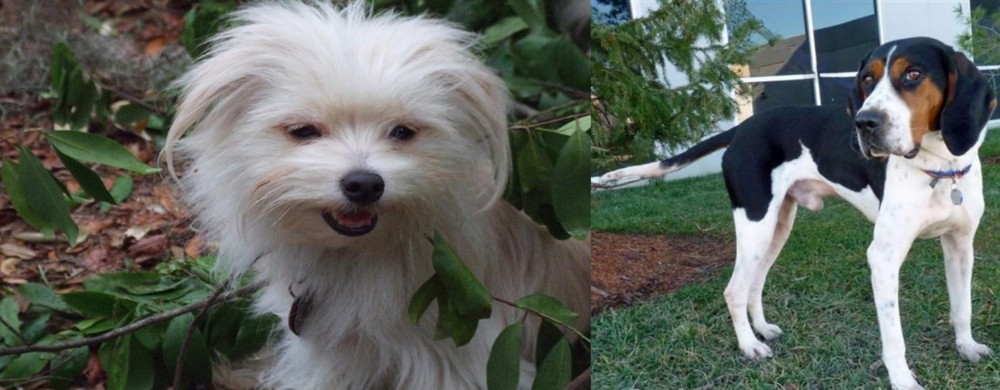Treeing Walker Coonhound vs Malti-Pom - Breed Comparison