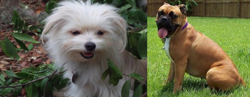 Valley Bulldog vs Malti-Pom - Breed Comparison