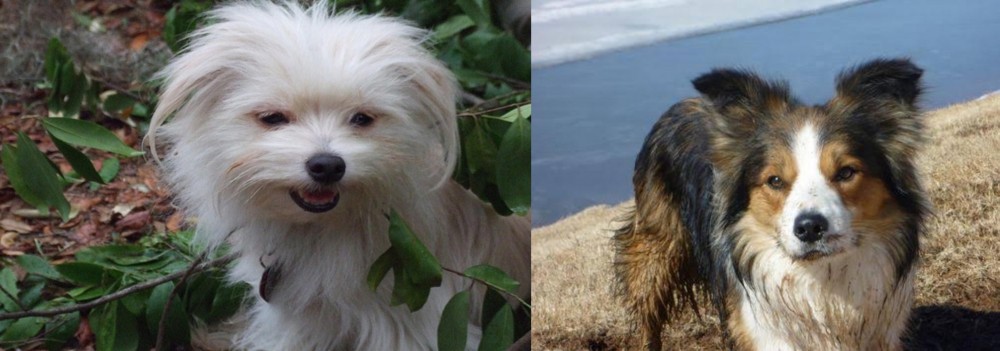 Welsh Sheepdog vs Malti-Pom - Breed Comparison