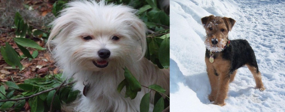Welsh Terrier vs Malti-Pom - Breed Comparison