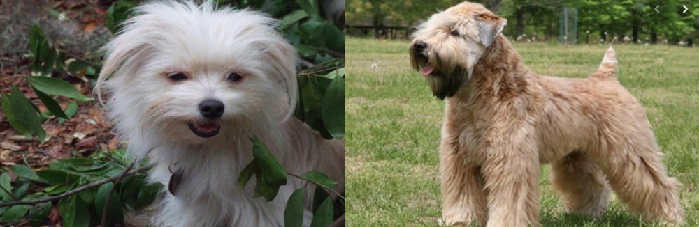Wheaten Terrier vs Malti-Pom - Breed Comparison