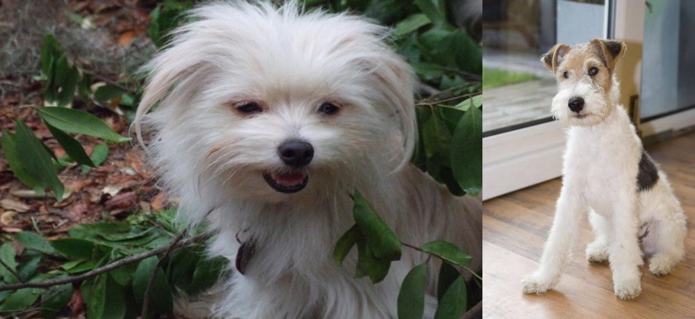 Wire Fox Terrier vs Malti-Pom - Breed Comparison
