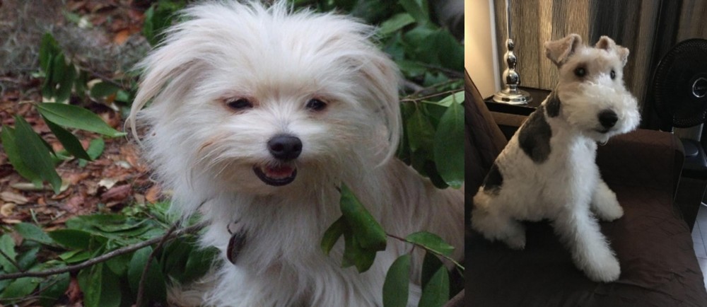 Wire Haired Fox Terrier vs Malti-Pom - Breed Comparison