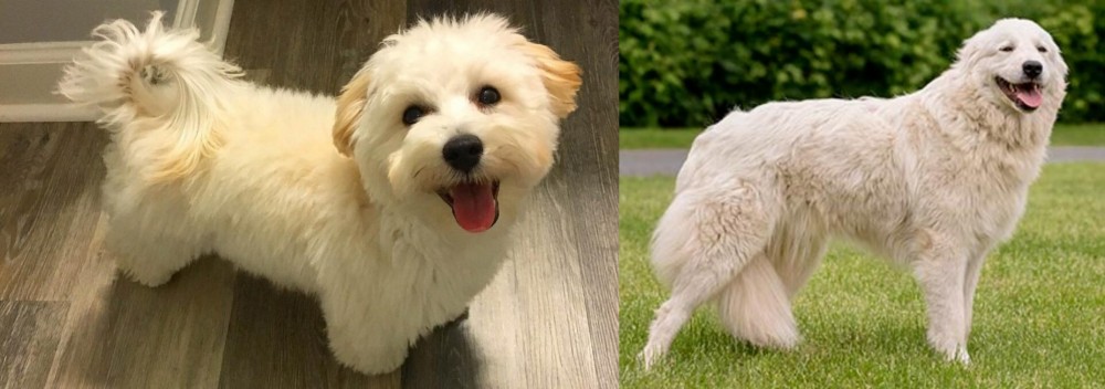 Maremma Sheepdog vs Maltipoo - Breed Comparison