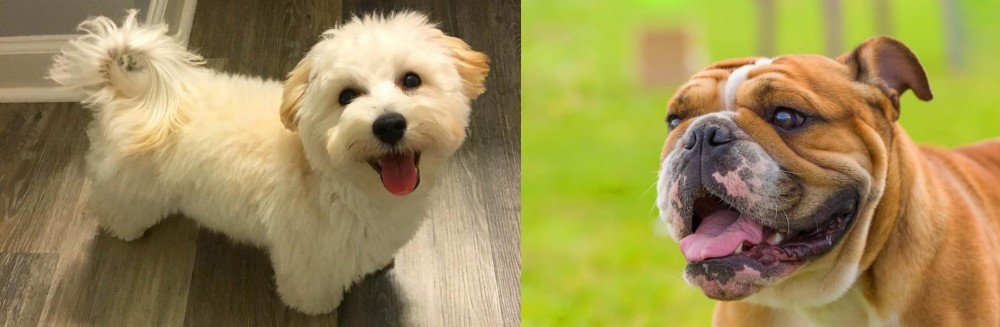 Miniature English Bulldog vs Maltipoo - Breed Comparison