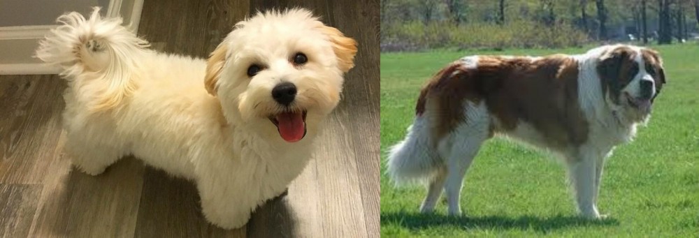 Moscow Watchdog vs Maltipoo - Breed Comparison