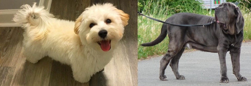 Neapolitan Mastiff vs Maltipoo - Breed Comparison
