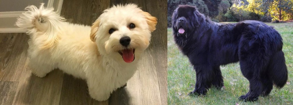 Newfoundland Dog vs Maltipoo - Breed Comparison