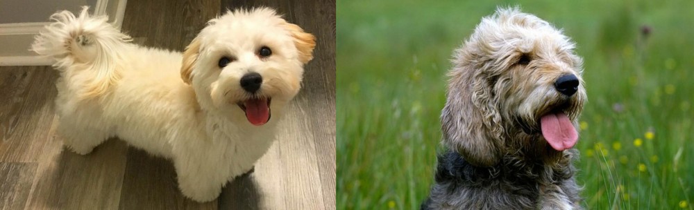 Otterhound vs Maltipoo - Breed Comparison