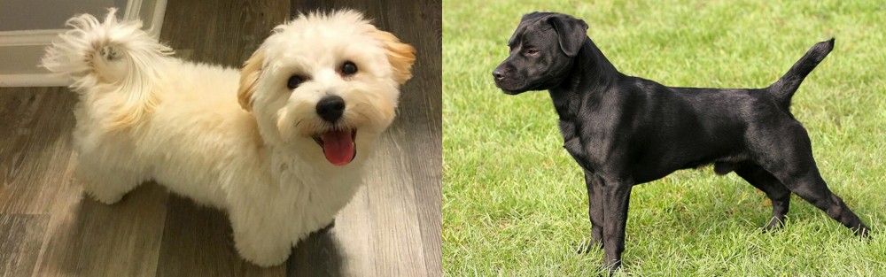 Patterdale Terrier vs Maltipoo - Breed Comparison