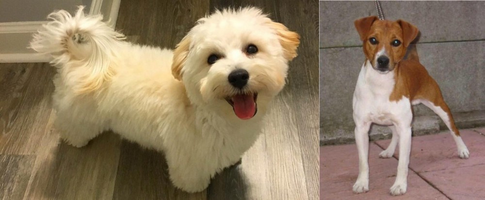 Plummer Terrier vs Maltipoo - Breed Comparison