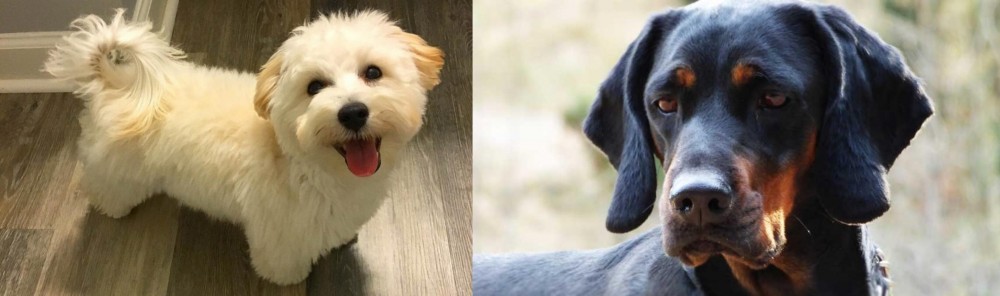 Polish Hunting Dog vs Maltipoo - Breed Comparison