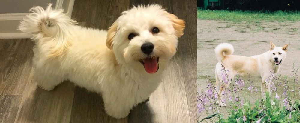 Pungsan Dog vs Maltipoo - Breed Comparison