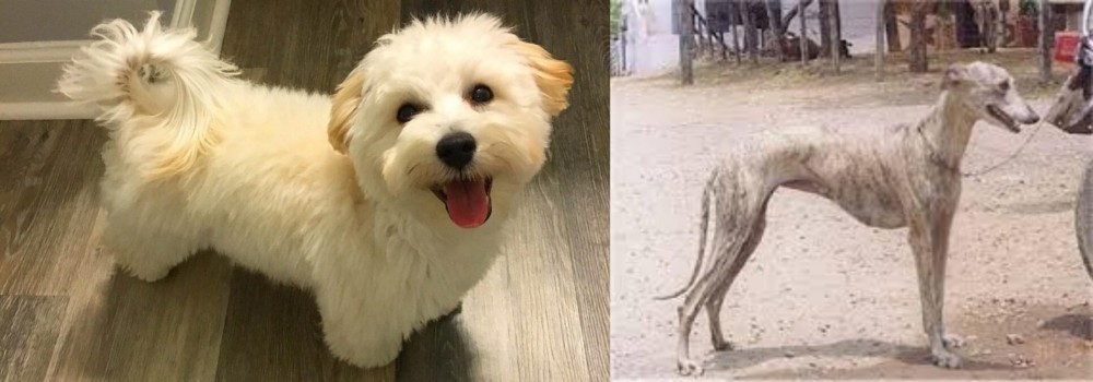 Rampur Greyhound vs Maltipoo - Breed Comparison