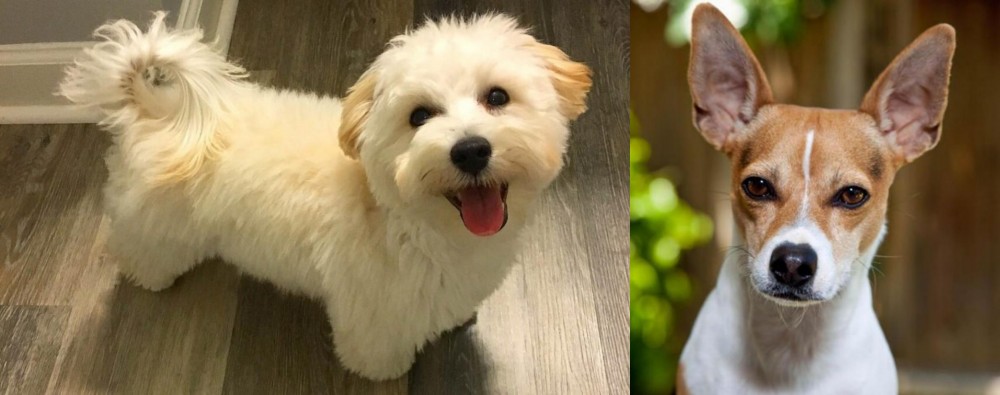 Rat Terrier vs Maltipoo - Breed Comparison