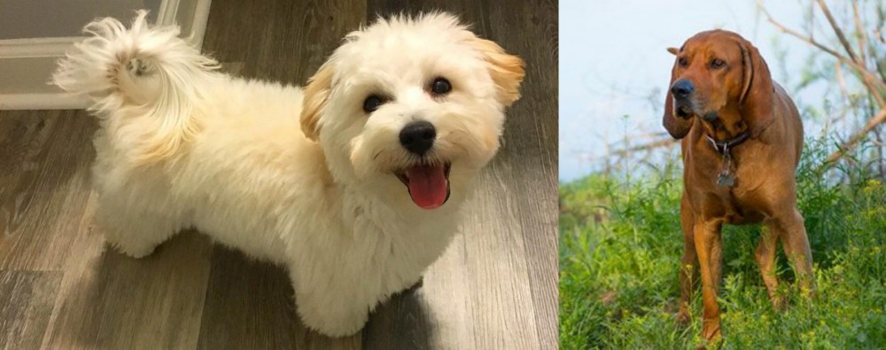 Redbone Coonhound vs Maltipoo - Breed Comparison