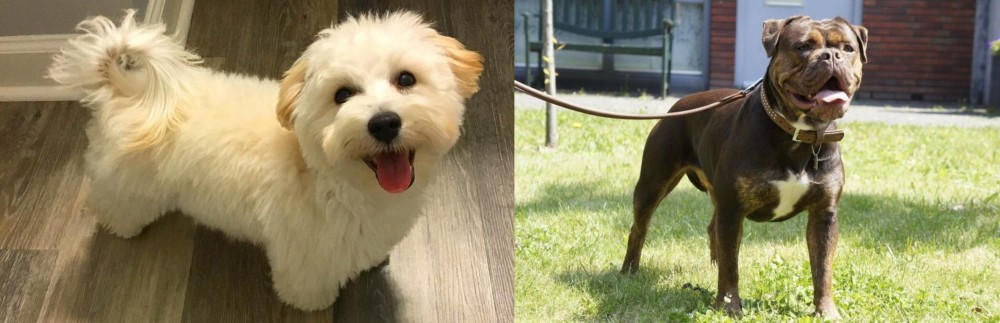 Renascence Bulldogge vs Maltipoo - Breed Comparison
