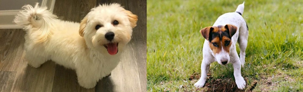 Russell Terrier vs Maltipoo - Breed Comparison