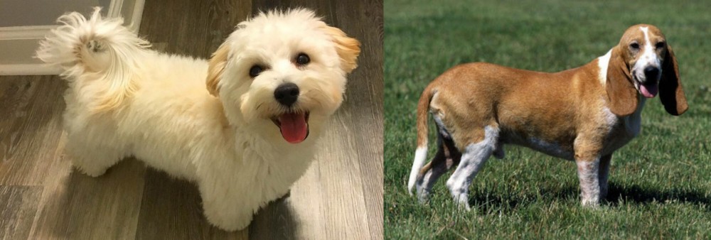 Schweizer Niederlaufhund vs Maltipoo - Breed Comparison