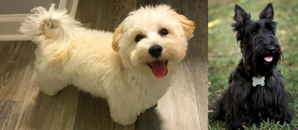 Scoland Terrier vs Maltipoo - Breed Comparison