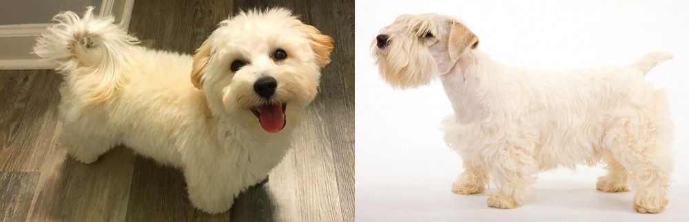Sealyham Terrier vs Maltipoo - Breed Comparison