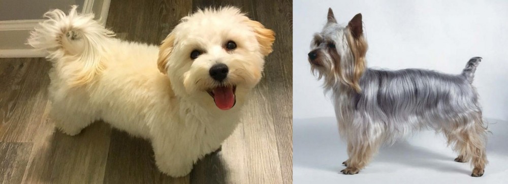 Silky Terrier vs Maltipoo - Breed Comparison