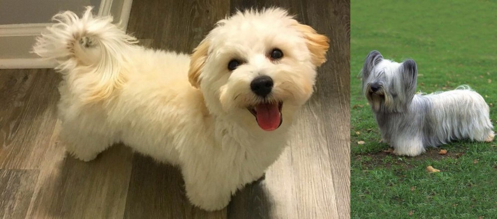 Skye Terrier vs Maltipoo - Breed Comparison