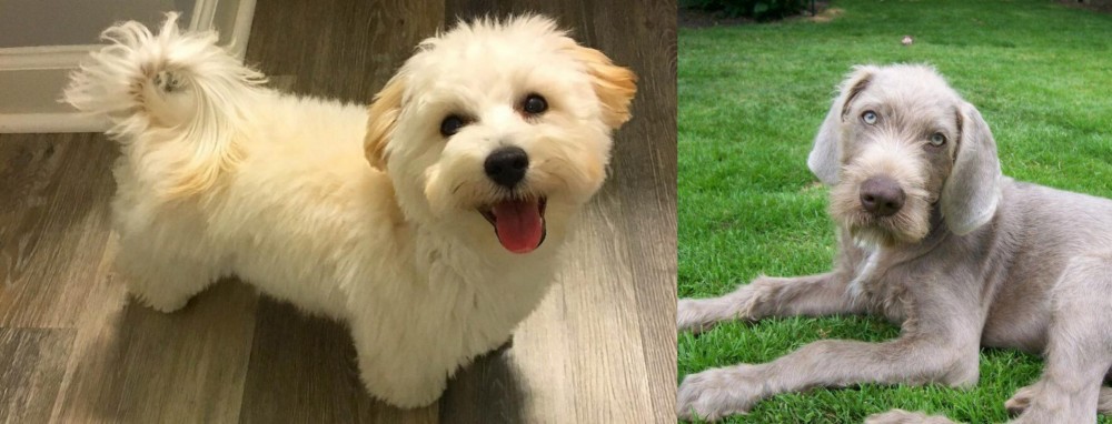 Slovakian Rough Haired Pointer vs Maltipoo - Breed Comparison
