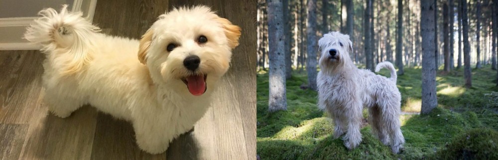Soft-Coated Wheaten Terrier vs Maltipoo - Breed Comparison