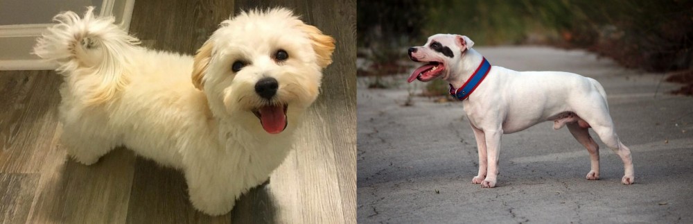 Staffordshire Bull Terrier vs Maltipoo - Breed Comparison