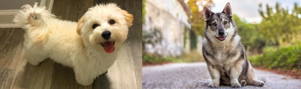 Swedish Vallhund vs Maltipoo - Breed Comparison
