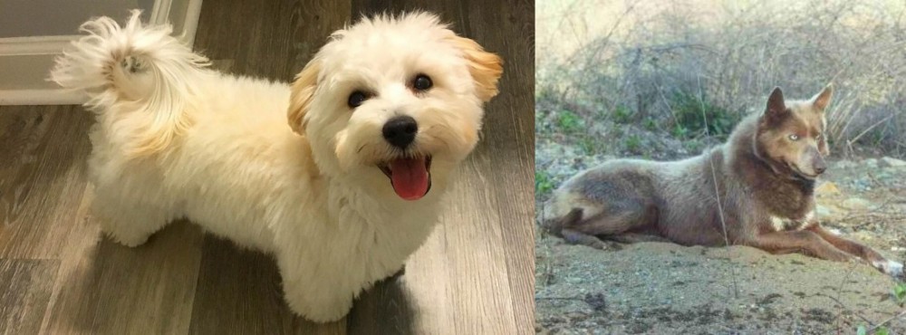 Tahltan Bear Dog vs Maltipoo - Breed Comparison