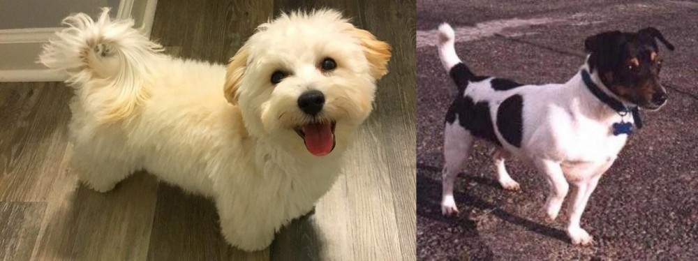 Teddy Roosevelt Terrier vs Maltipoo - Breed Comparison