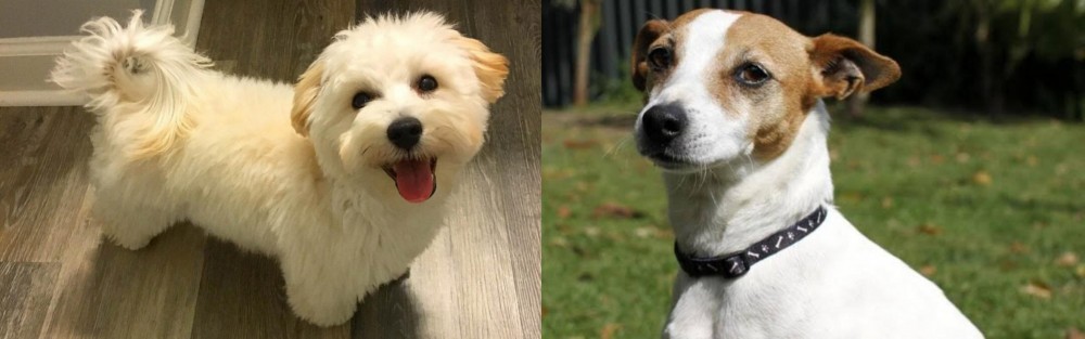 Tenterfield Terrier vs Maltipoo - Breed Comparison