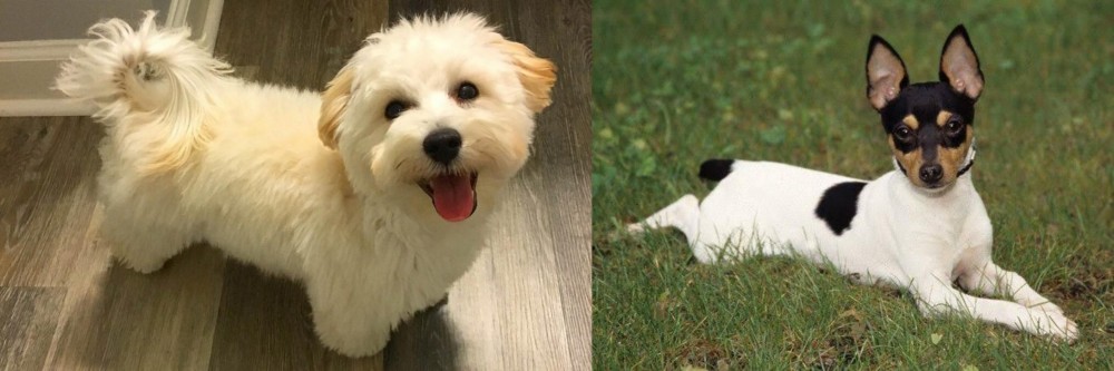Toy Fox Terrier vs Maltipoo - Breed Comparison