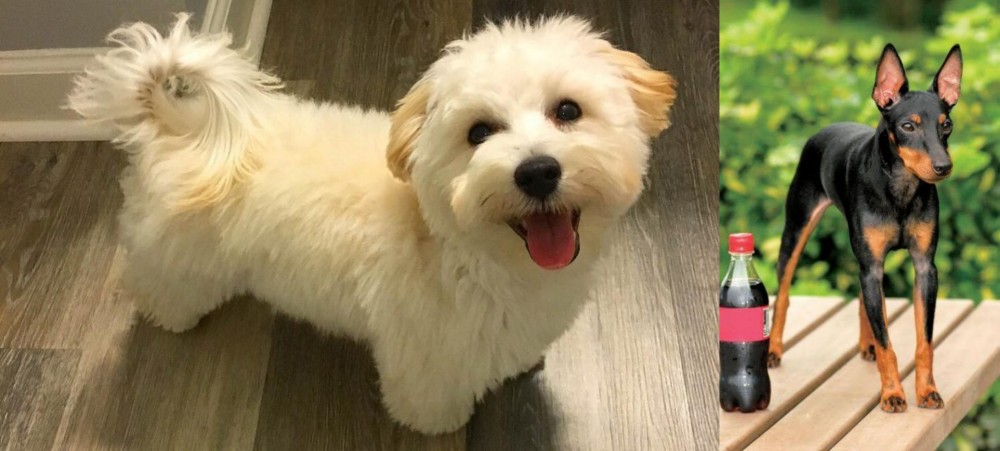 Toy Manchester Terrier vs Maltipoo - Breed Comparison
