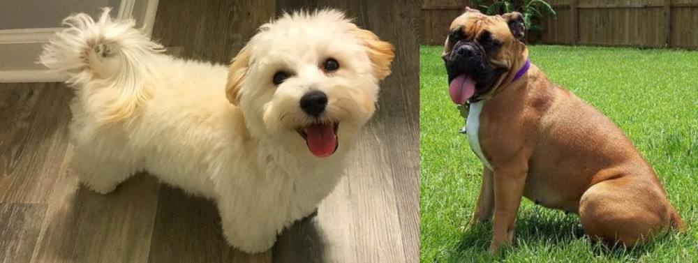 Valley Bulldog vs Maltipoo - Breed Comparison