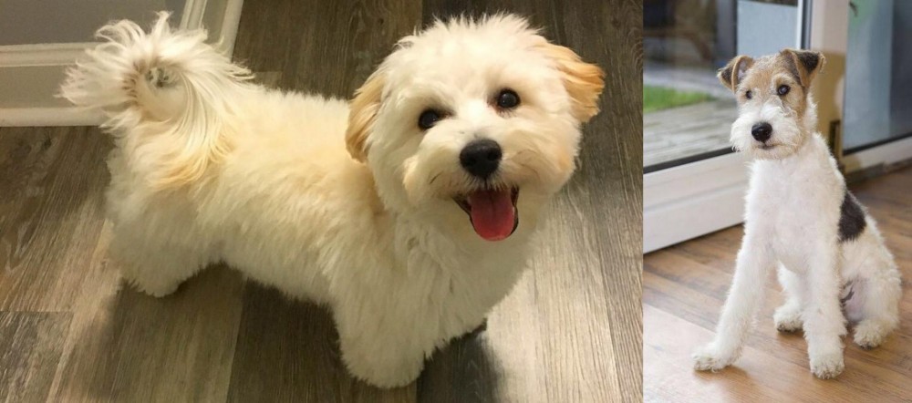 Wire Fox Terrier vs Maltipoo - Breed Comparison