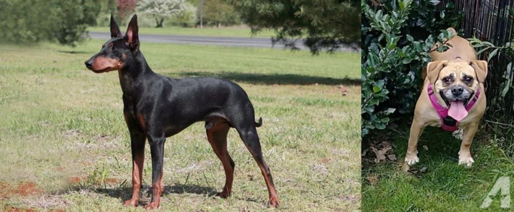 Beabull vs Manchester Terrier - Breed Comparison