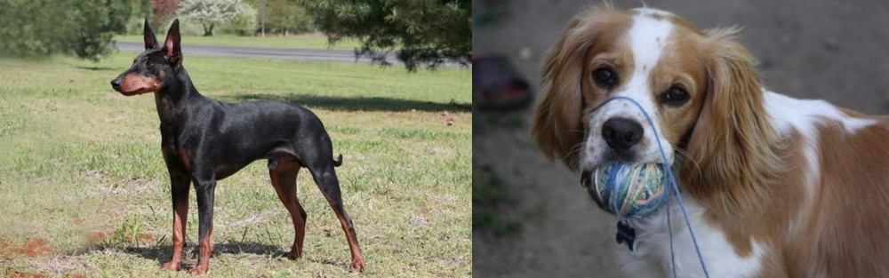 Cockalier vs Manchester Terrier - Breed Comparison