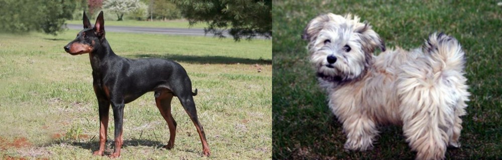 Havapoo vs Manchester Terrier - Breed Comparison